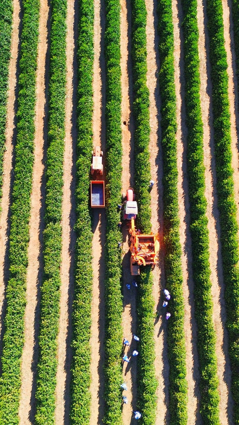 Colheita de café avança 67,1% na área de atuação da Cooxupé