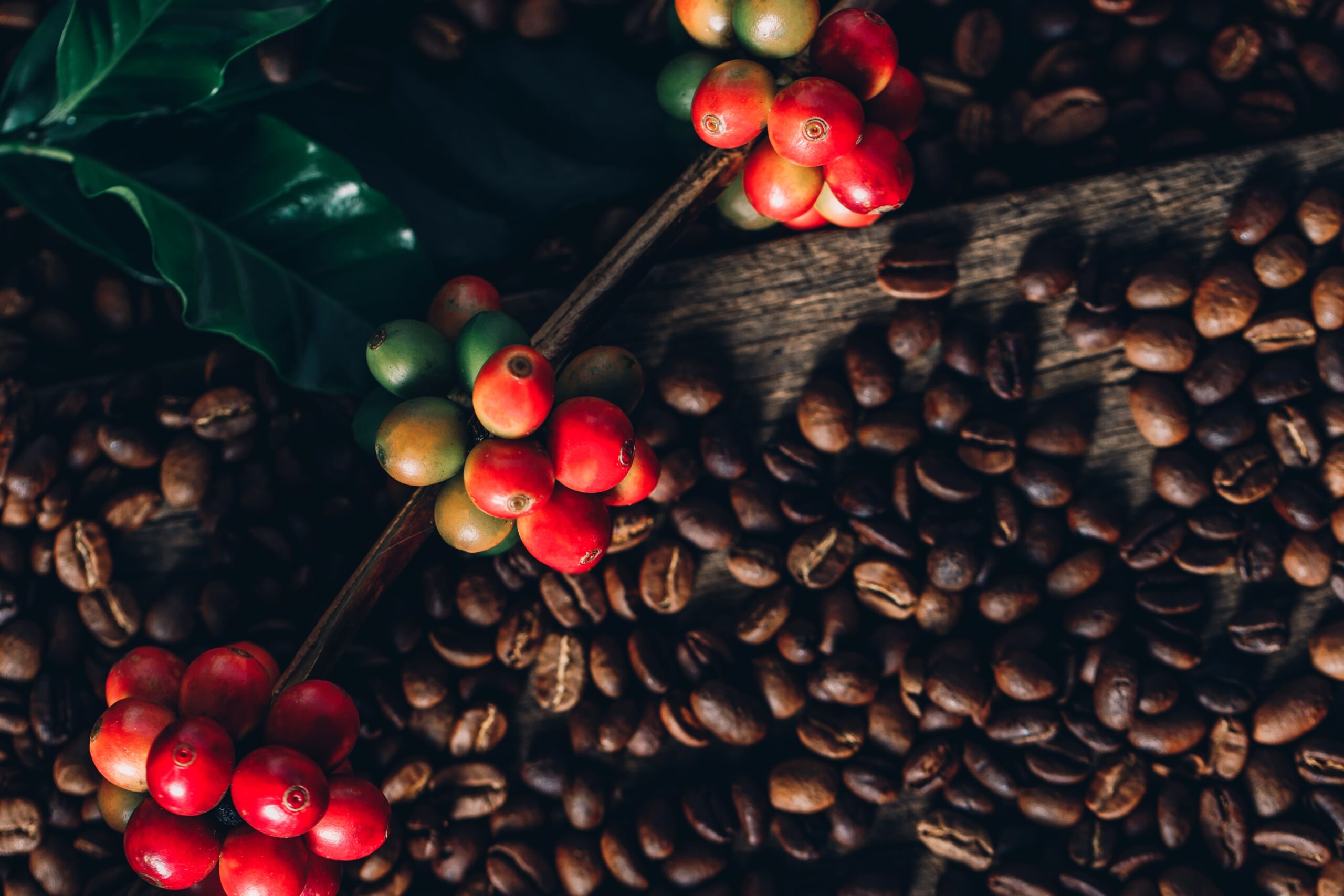 Café: Arábica sobe mais de 1% em Nova York e puxa preços no mercado...