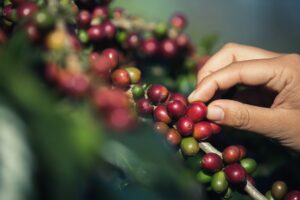 Café arábica inicia a sessão desta 3ª feira em queda em Nova York, enquanto...