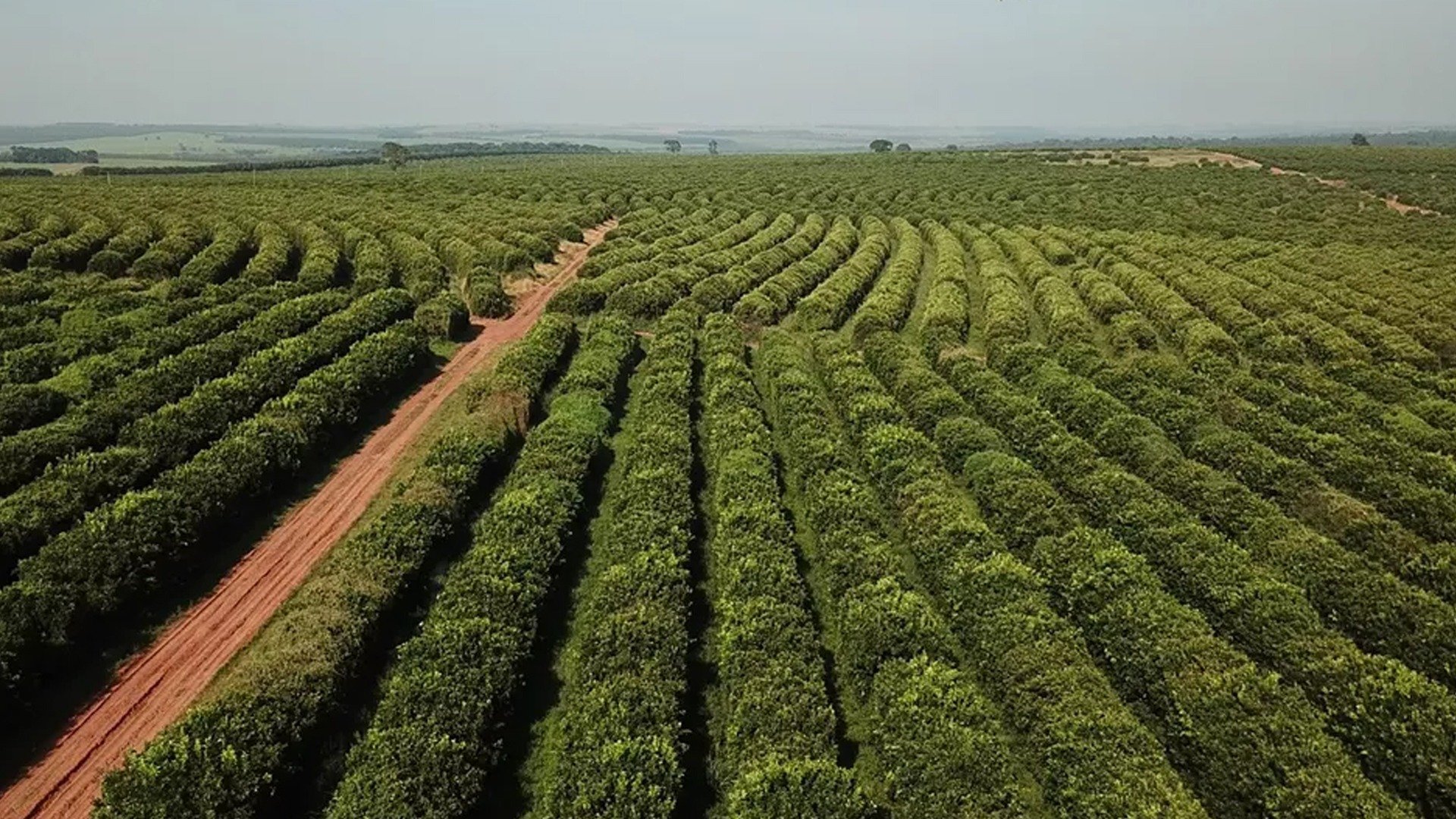 Colheita de café alcança 59% na área da Cooxupé