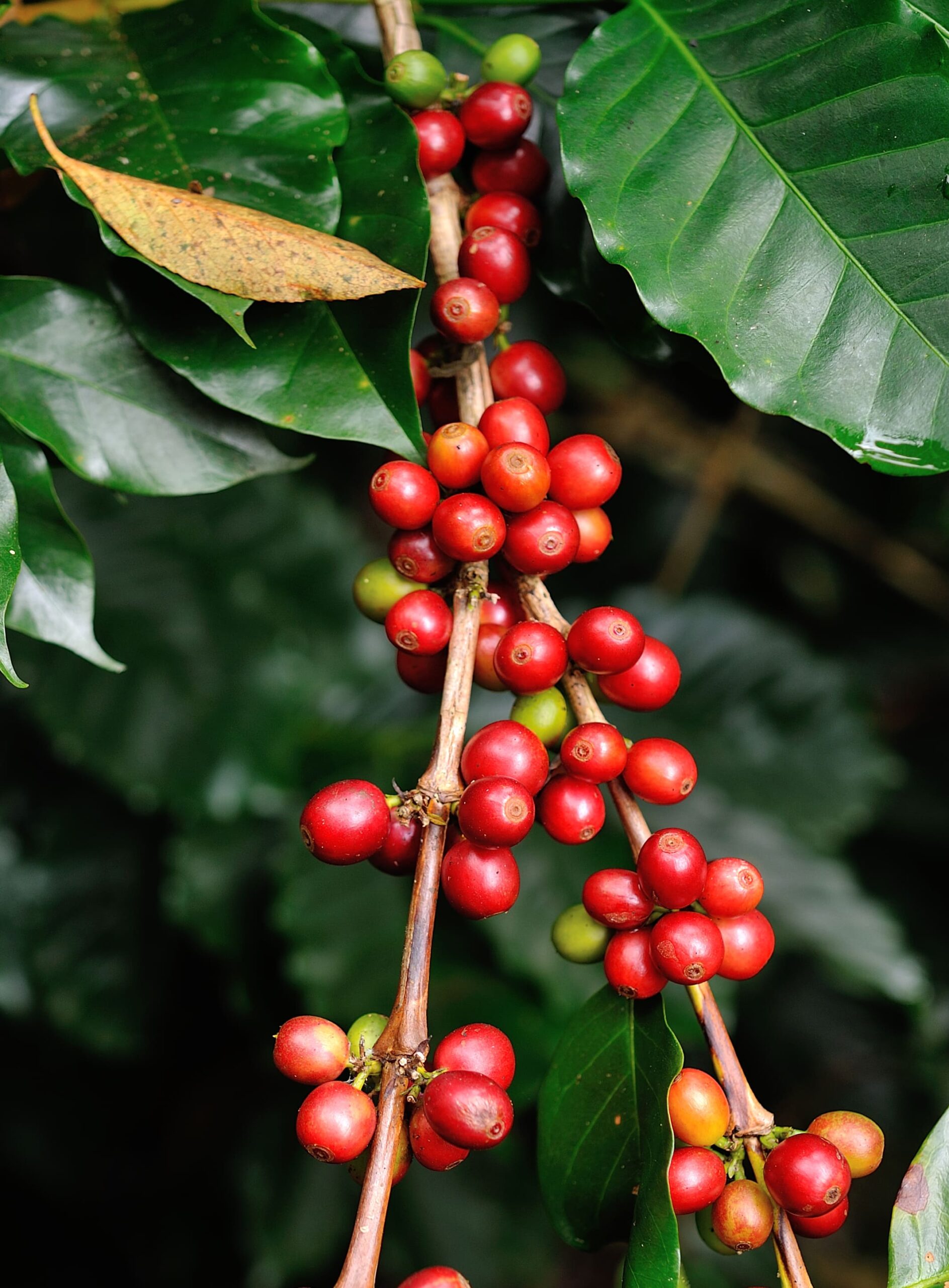 Expectativa de possível isenção tarifária dos EUA derrubou preços do café...