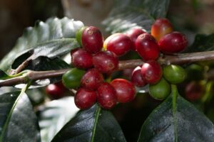 Preocupações com geadas no Brasil impulsionam café arábica, que fecha em...