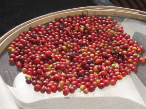 Café: Preocupação com oferta consolida fortes altas nas cotações futuras no...