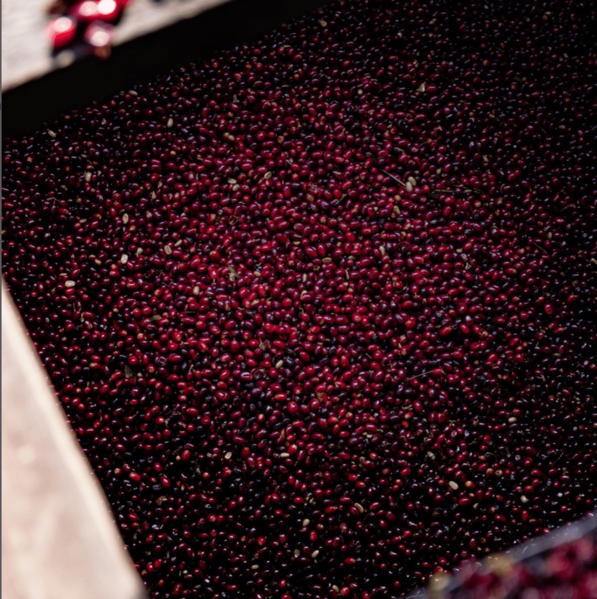 Café mais caro do mundo é vendido por R$ 160 mil o kg em leilão no Panamá