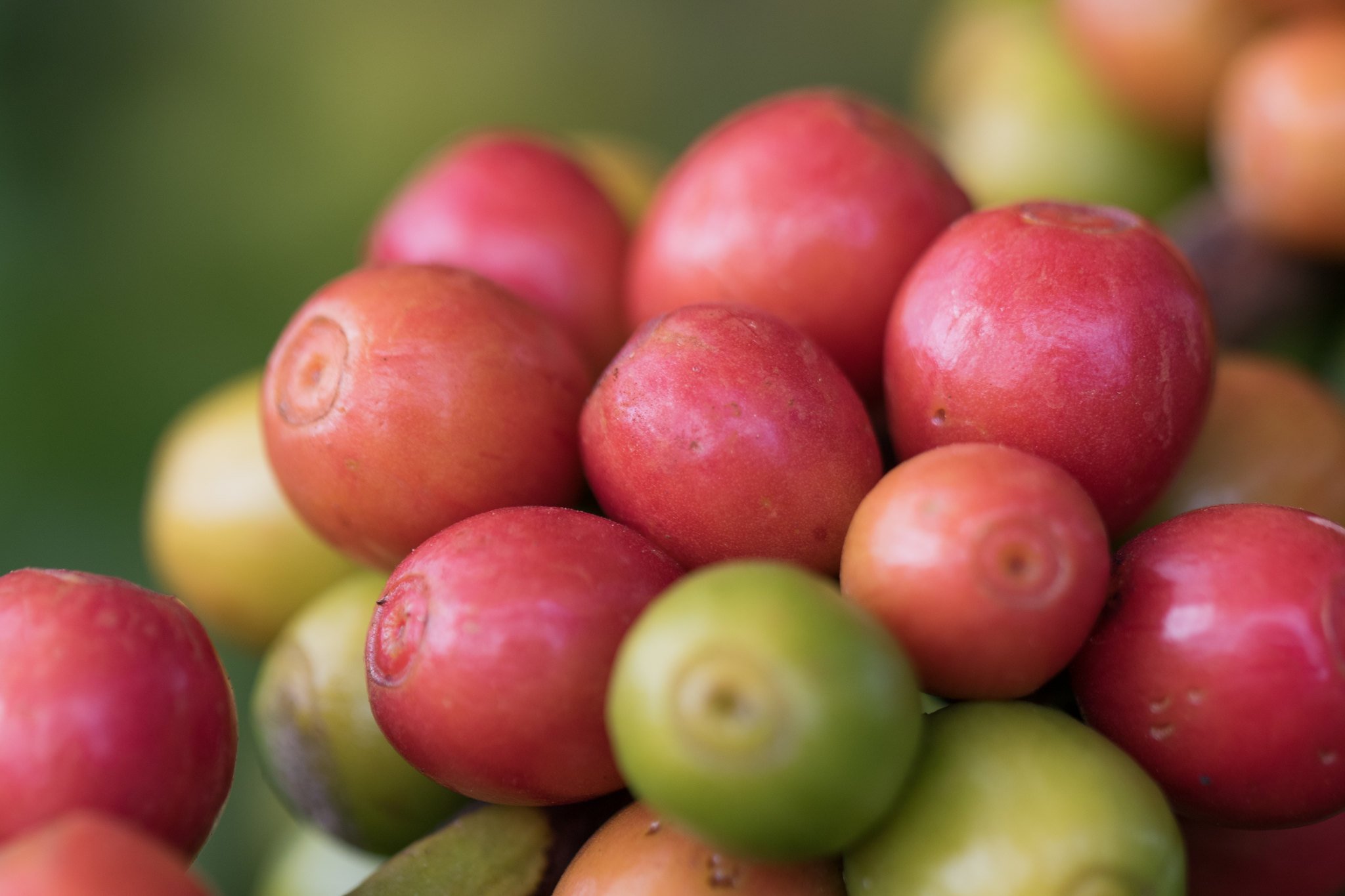 Café/Cepea: Em forte alta, preços retomam patamares de junho