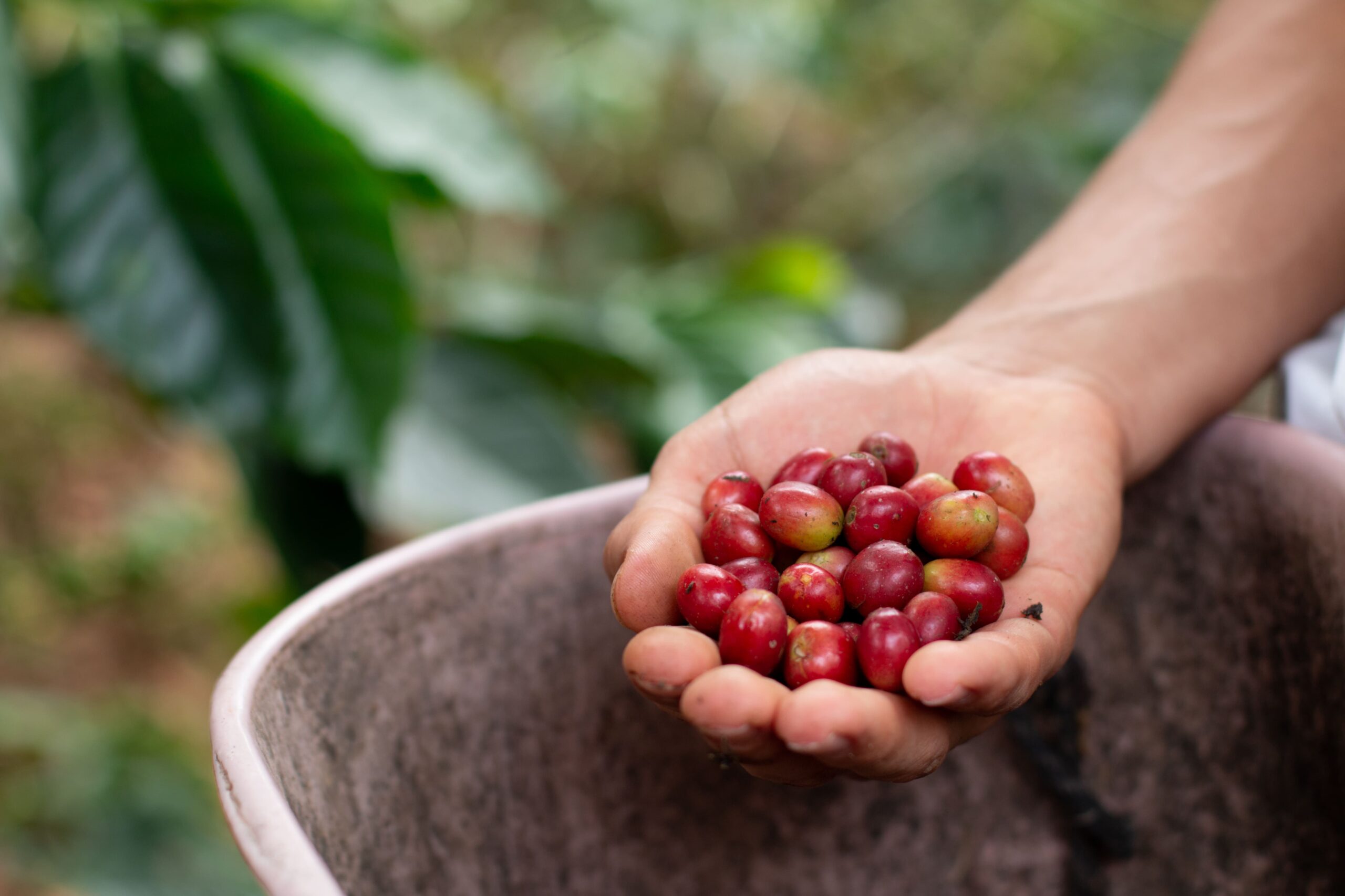 Preços do café arábica recuam em mais de mil pontos no fechamento desta 6ª...