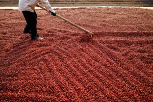 Preços do café arábica avançavam em mais de 1% na manhã desta 2ª feira (25),...