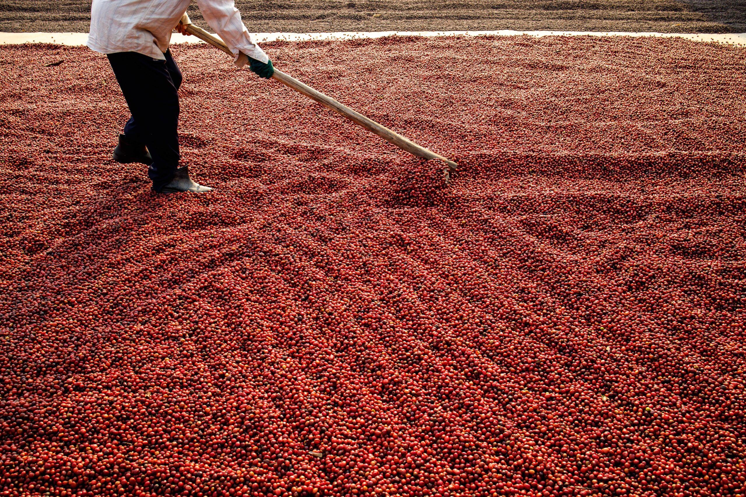 Café encerra o dia em baixa nas bolsas devido à pressão dos custos e ao progresso da colheita.