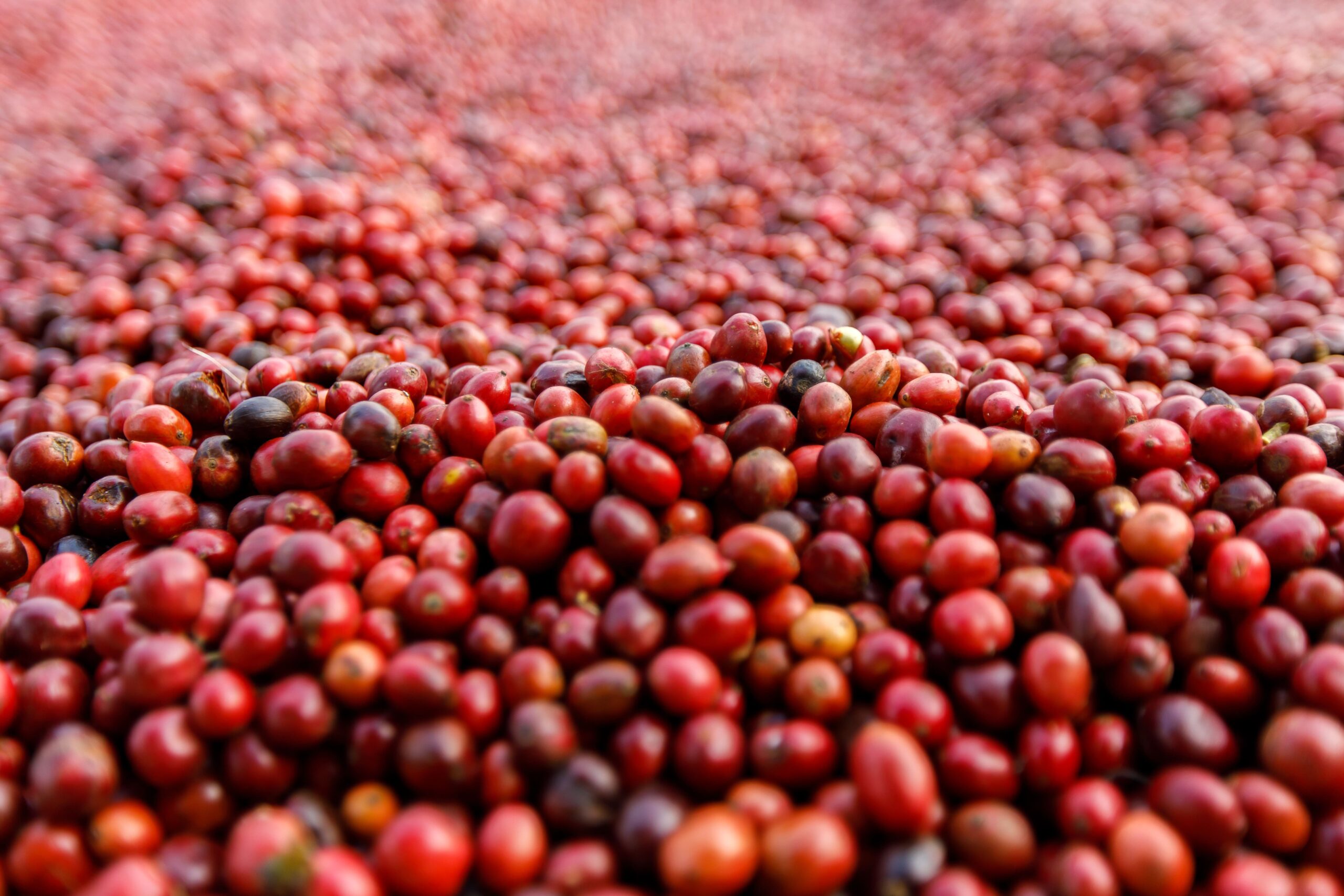 Preços do café se consolidam com fortes ganhos no fechamento desta 6ª feira (15)