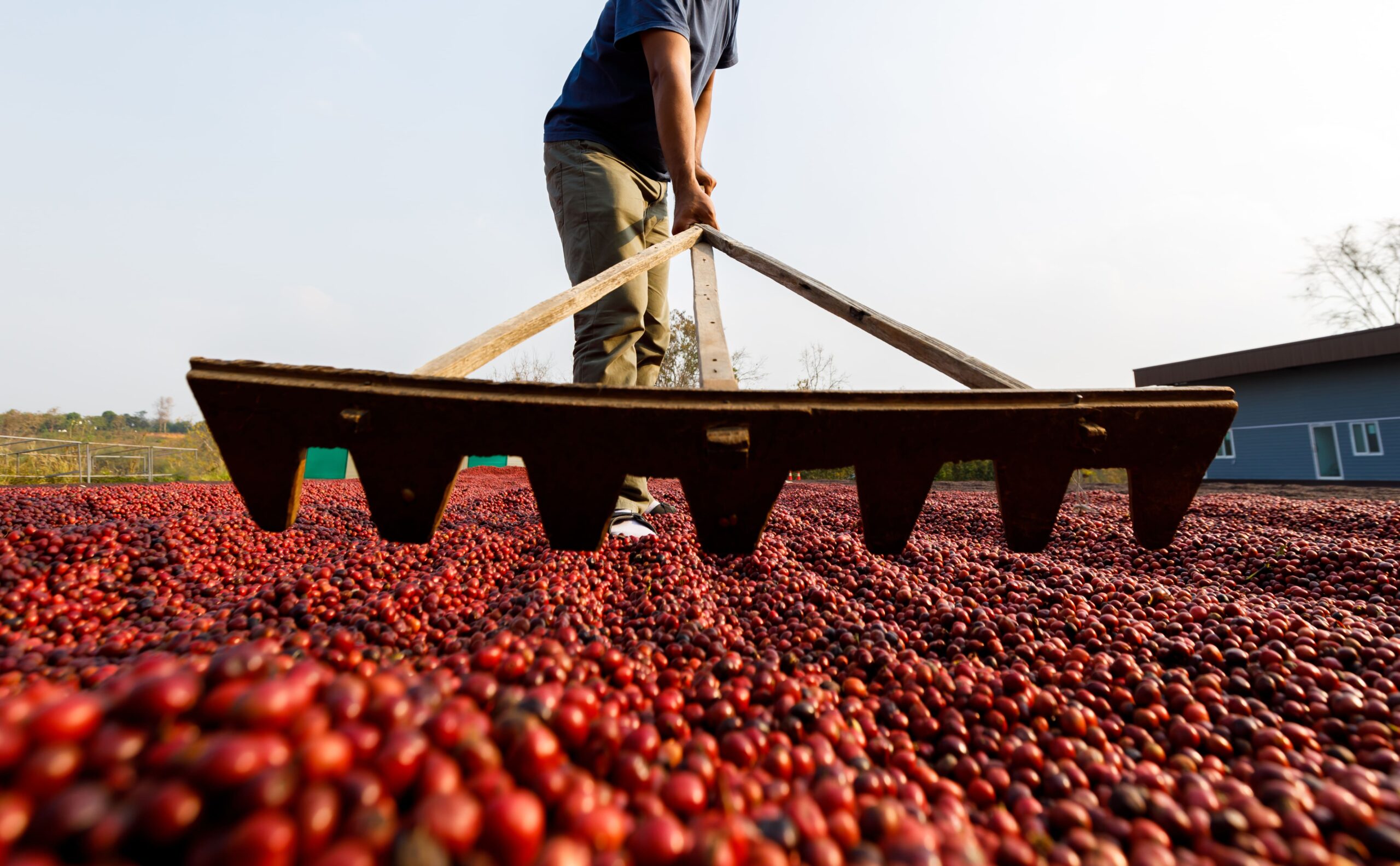 Colheita de café 25/26 do Brasil atinge 90%, diz Safras & Mercado