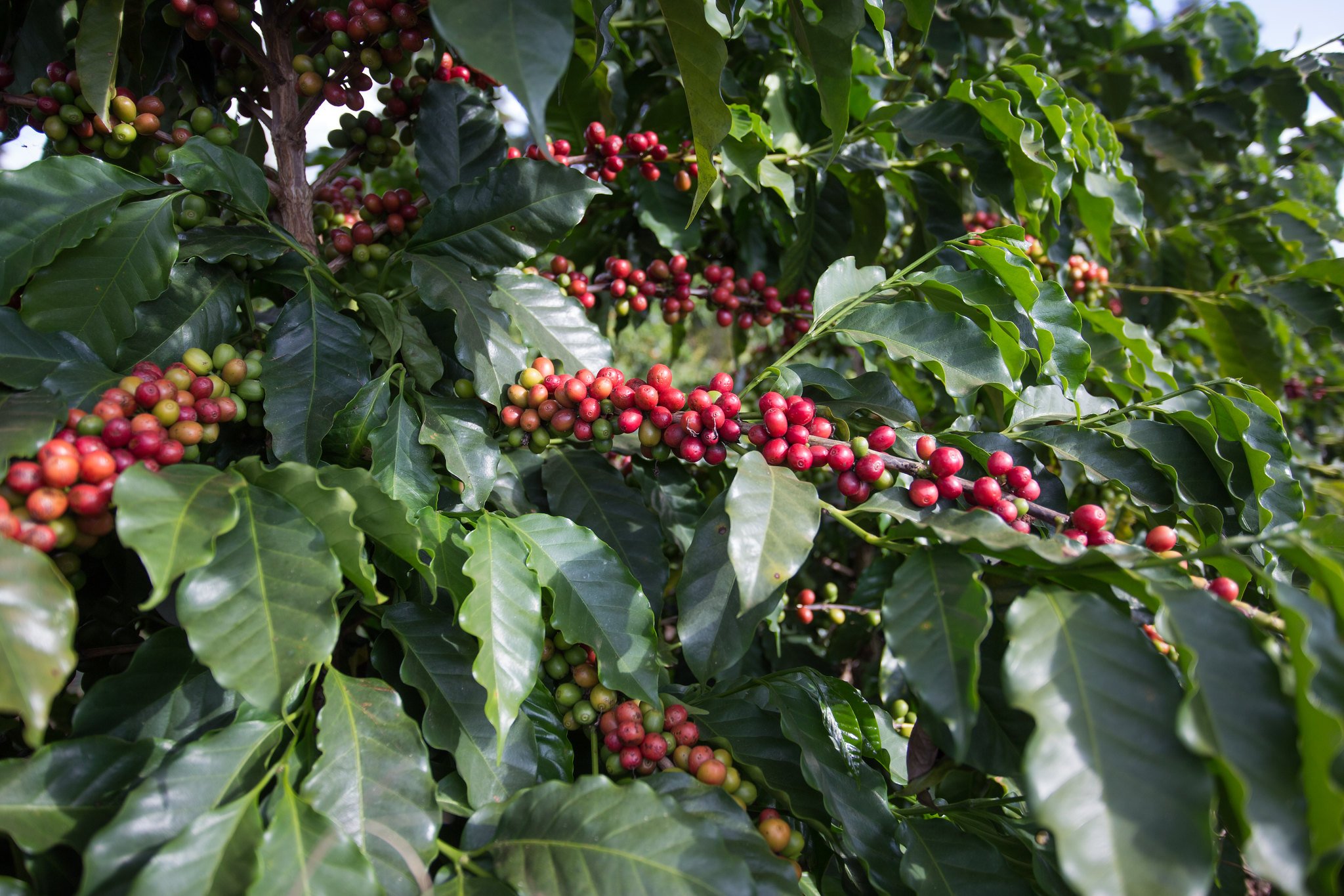 Preocupação com as tarifas derruba os preços do café no fechamento desta 4ª...