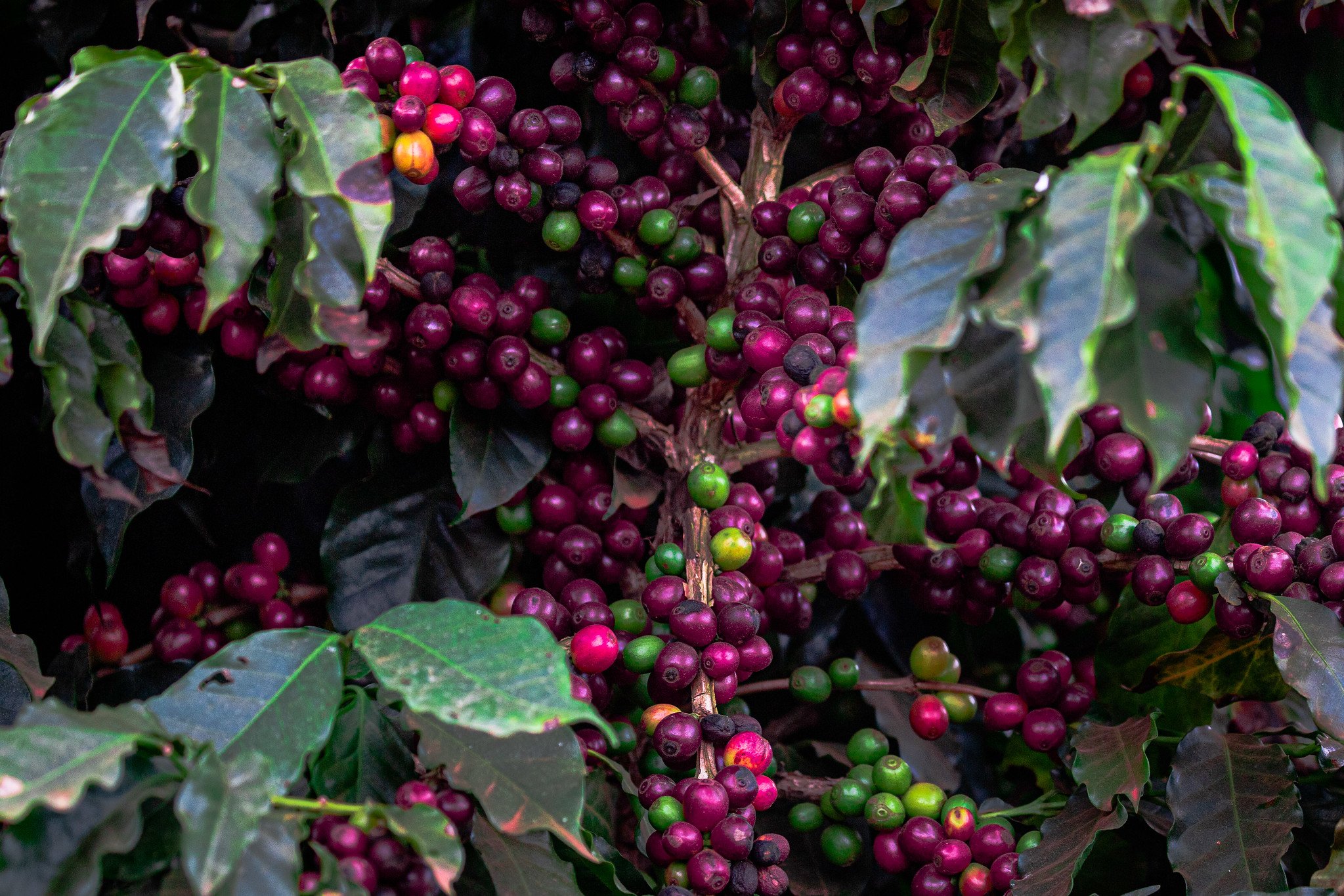 Colheita de café dos cooperados da Cooxupé atinge 94,9% da área
