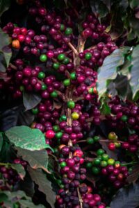 Hedgepoint atualiza projeções para a safra brasileira de café 25/26