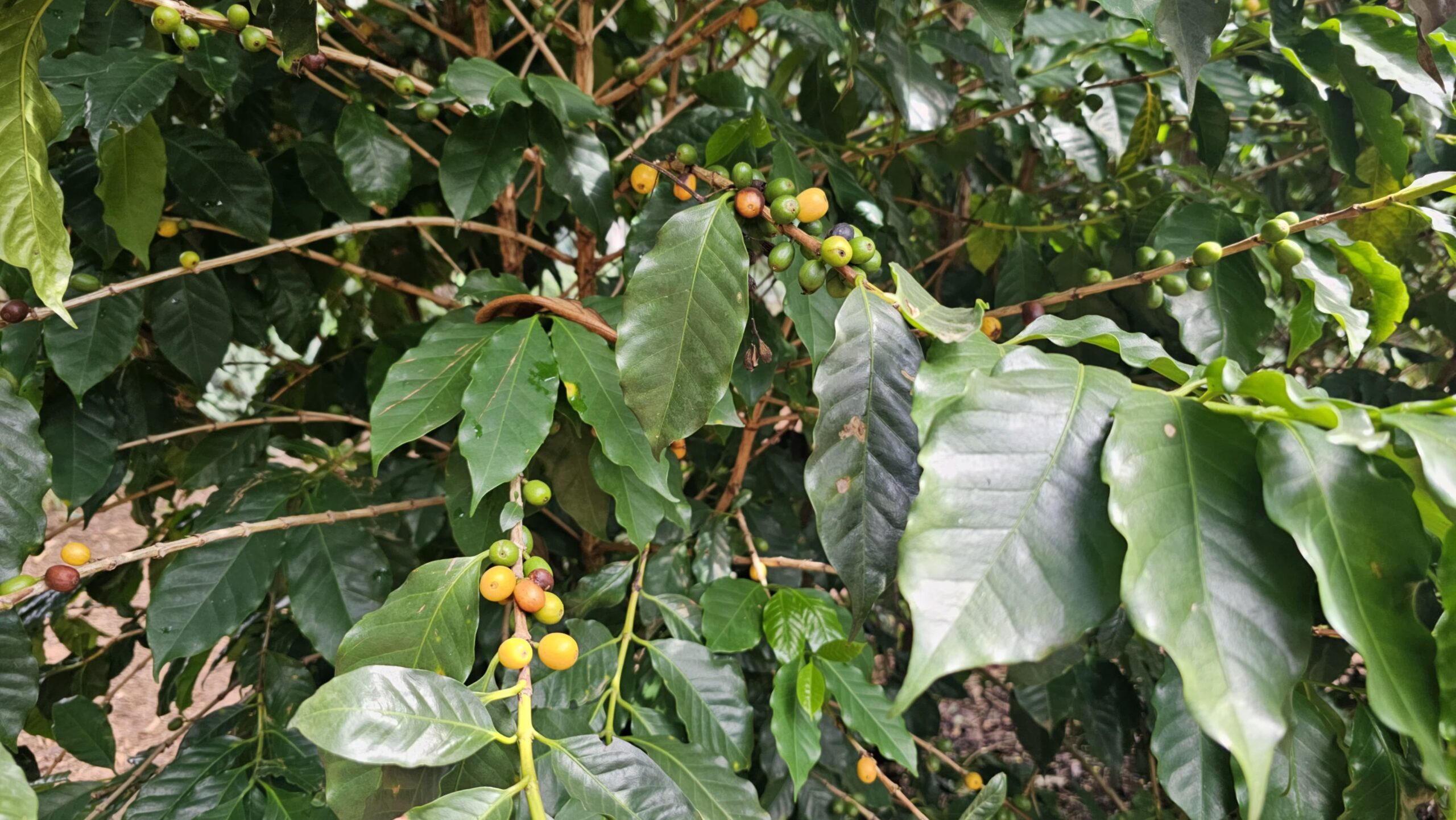 1º Festival do Café de Bragança Paulista celebra cafés especiais