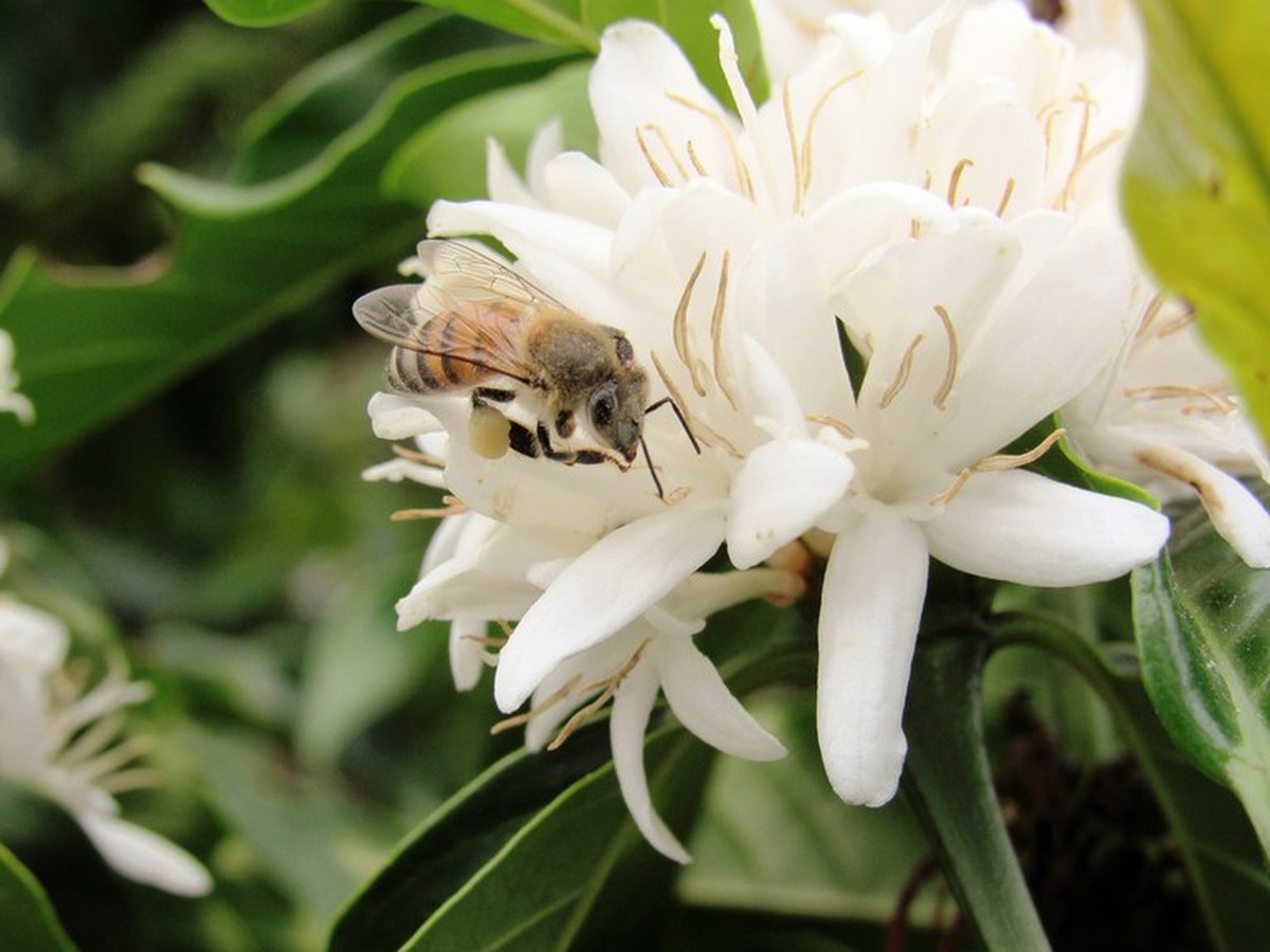 as flores que dão origem ao café, cacau e baunilha