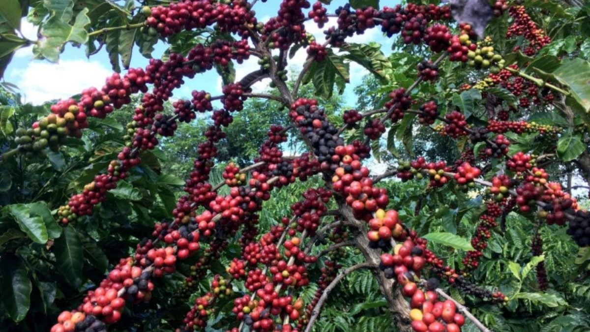 Produção de Café de Uganda Pode Aumentar em 15% com Lavouras Mais Novas