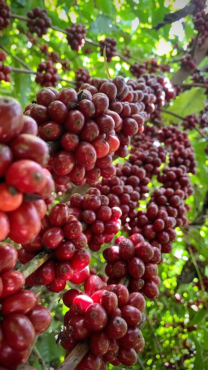 Brasil está a caminho de liderar cultivo global de café robusta, diz Rabobank