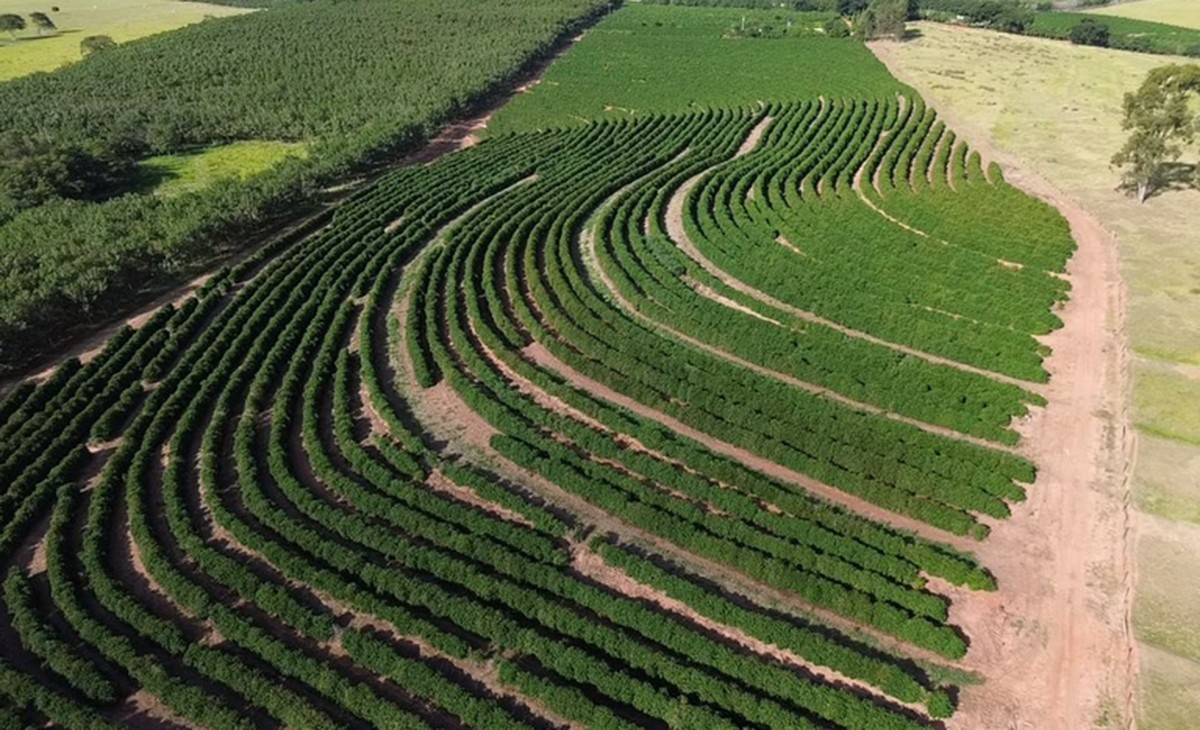 Café arábica da Nova Alta Paulista recebe selo de indicação geográfica