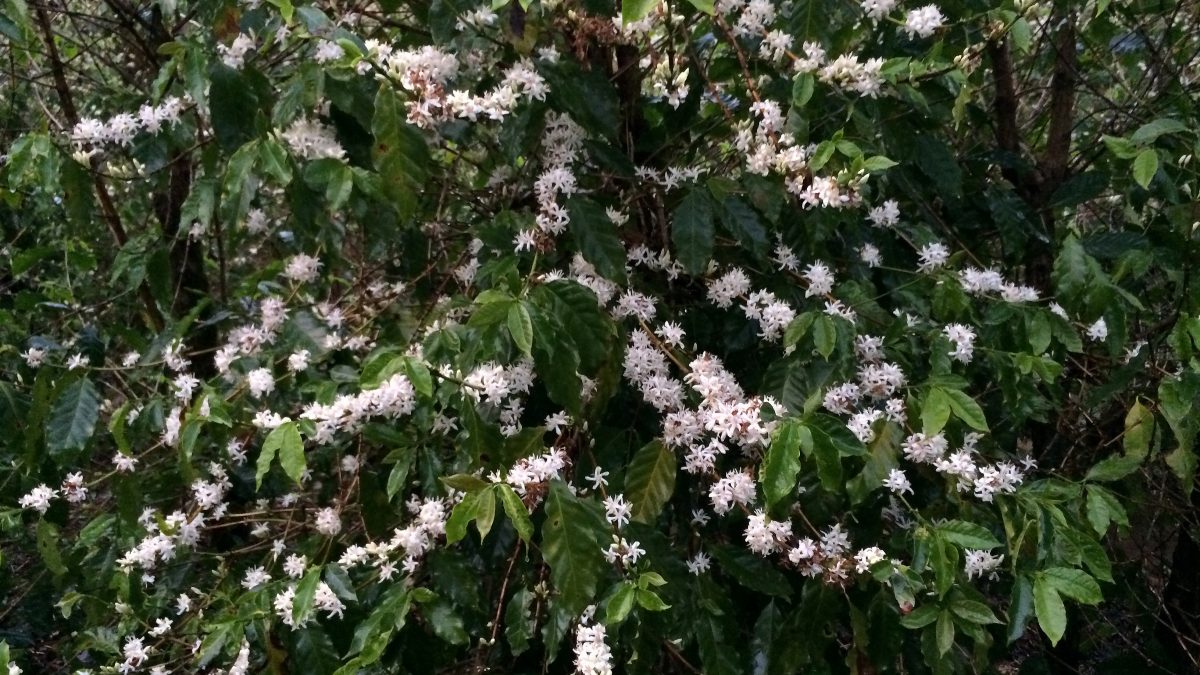 Café de MG Vê Floradas para Safra 2026 e Produtores Aguardam Mais Chuvas para Pegamento