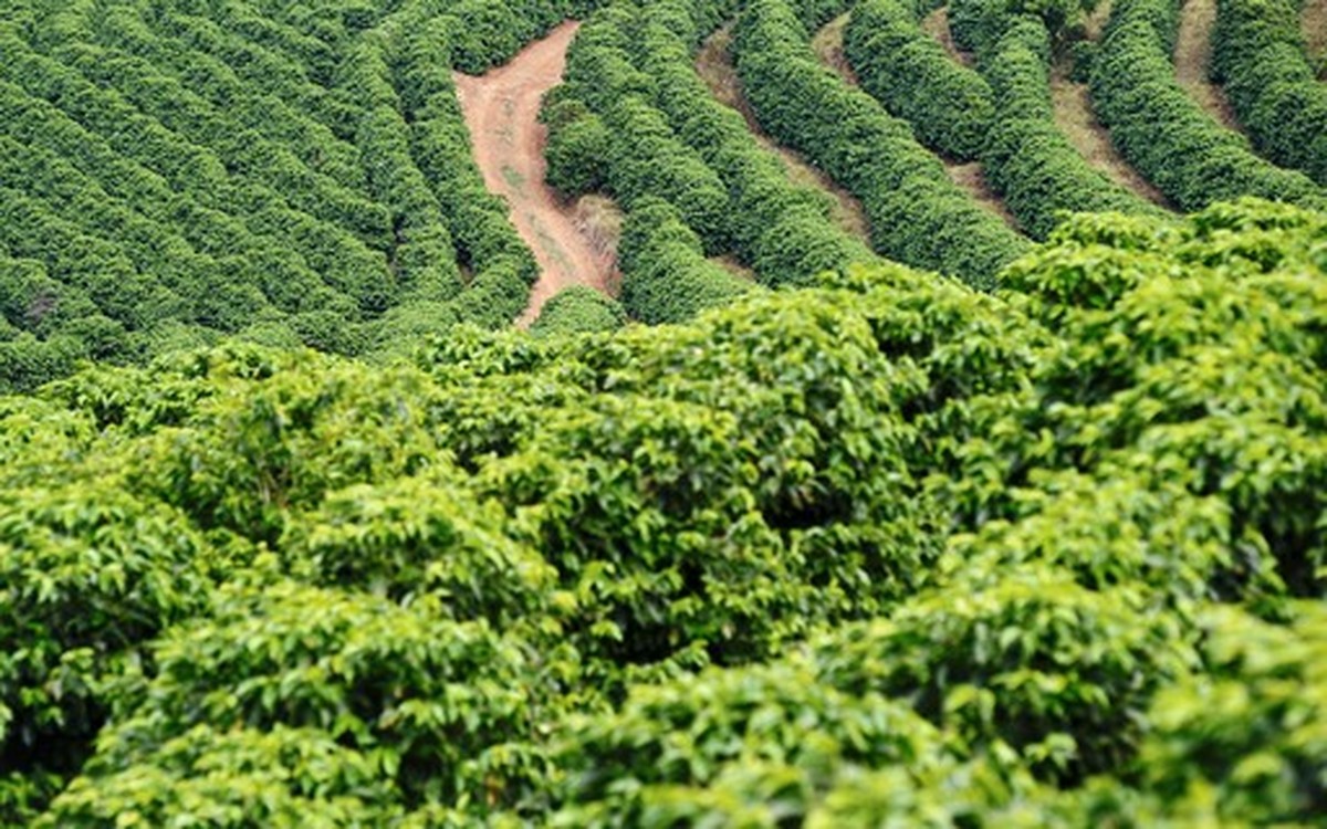 Café sobe mais de 3% em NY com atenção ao clima no Brasil