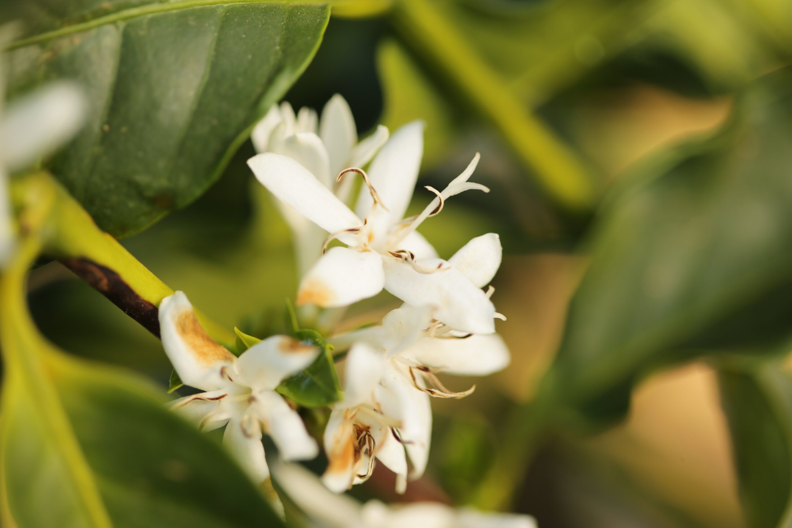 Café/Cepea: Lavouras de arábica têm boa floração, mas clima preocupa
