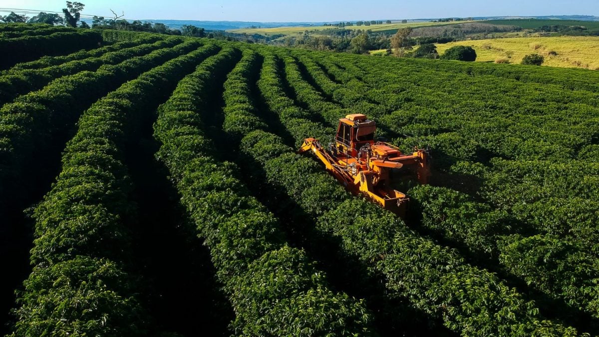 Desmatamento Ligado ao Café Atinge 737 Mil Hectares, diz Coffee Watch