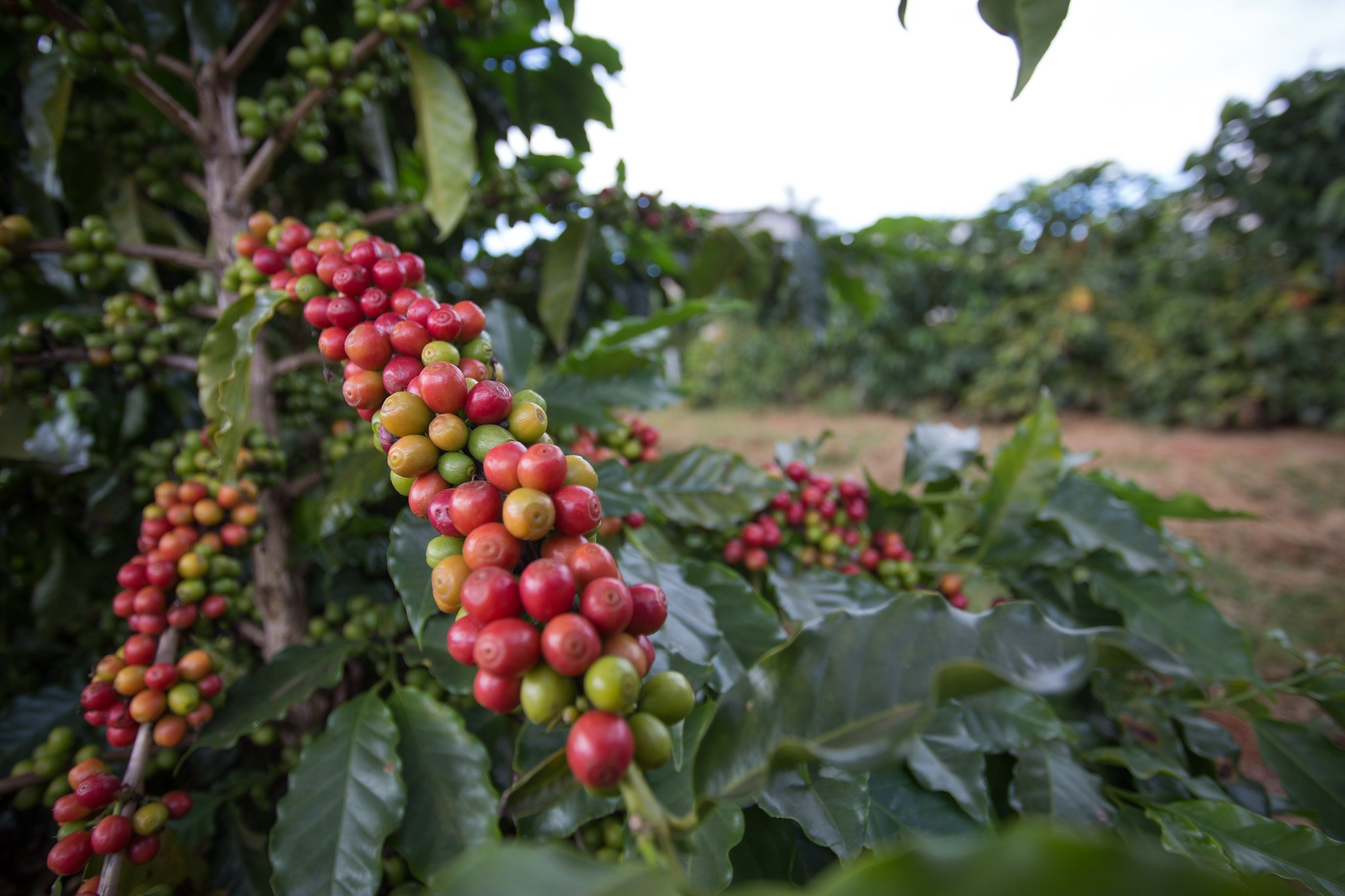 Previsão de chuvas no Brasil consolida as baixas do café no fechamento da...