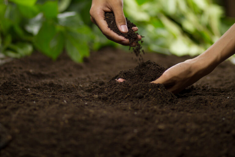 Como plantar o café em casa: guia simples para começar
