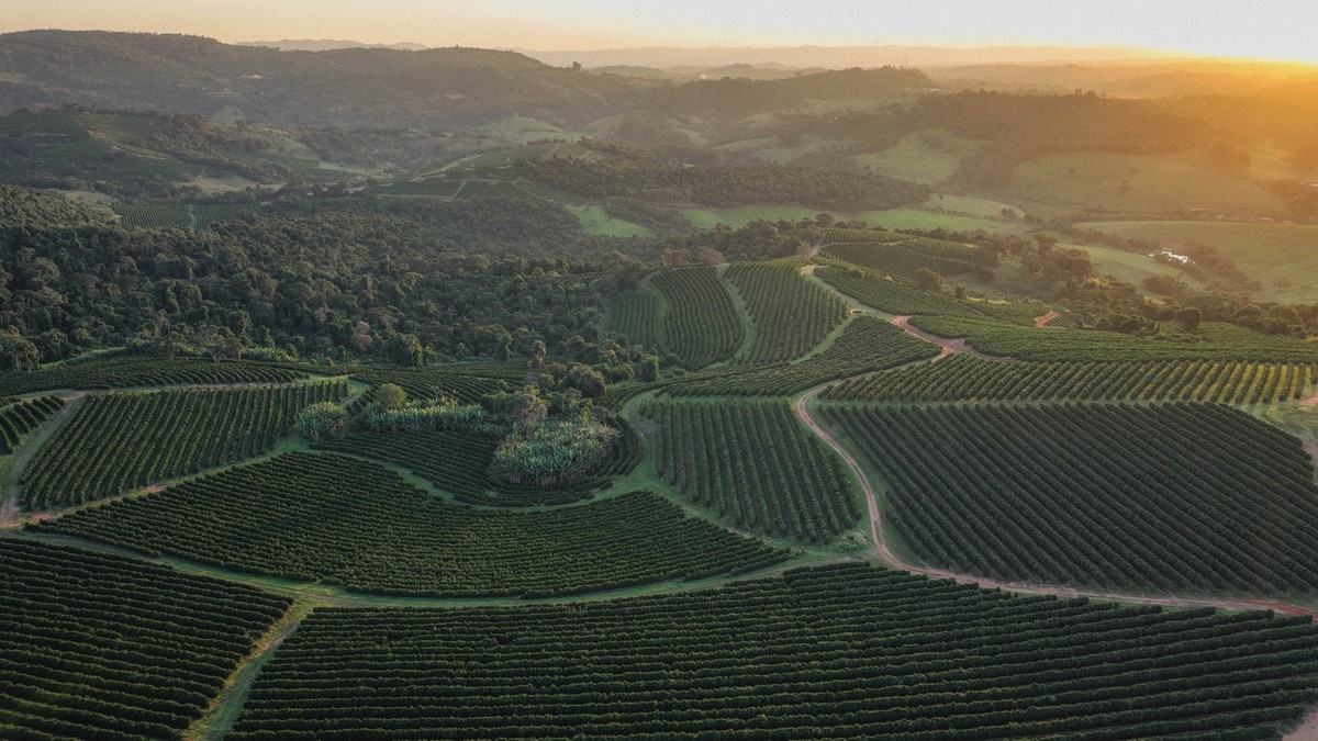Orfeu é a primeira marca de café brasileira certificada em agricultura regenerativa pela Rainforest Alliance