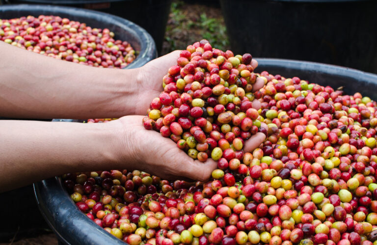 Qual a importância do café para a economia brasileira?
