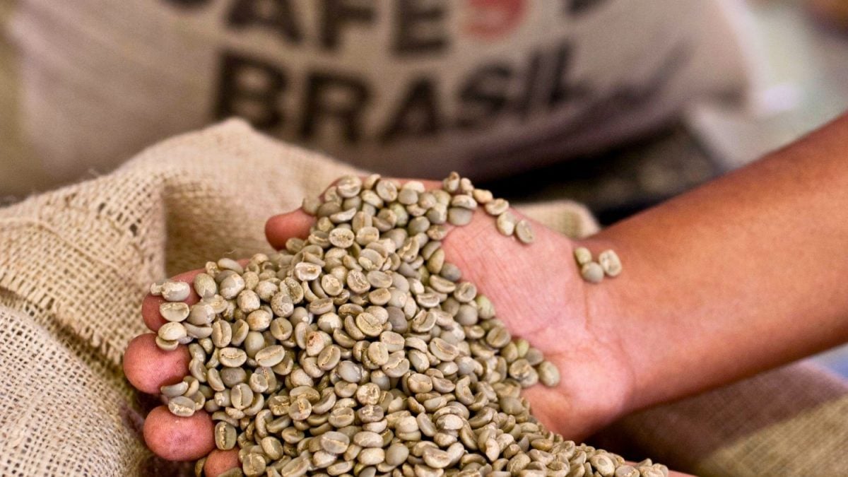 Exportação de Café Verde do Brasil Despenca 18% com Sobretaxa dos EUA