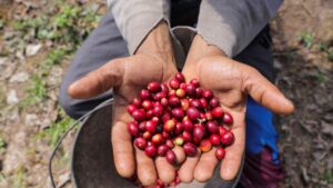 Rabobank Vê Possível Aumento na Safra de Café do Brasil em 2026 e Alívio na Oferta Global