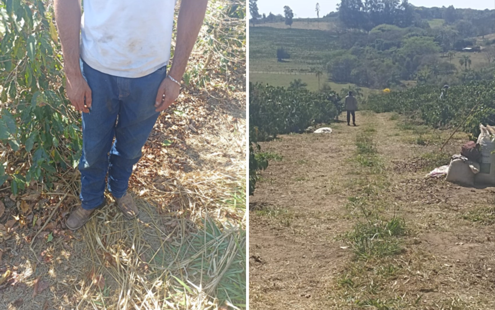 Trabalhadores são resgatados de fazenda de café em Santo Antônio da Alegria, SP, em condições análogas à escravidão