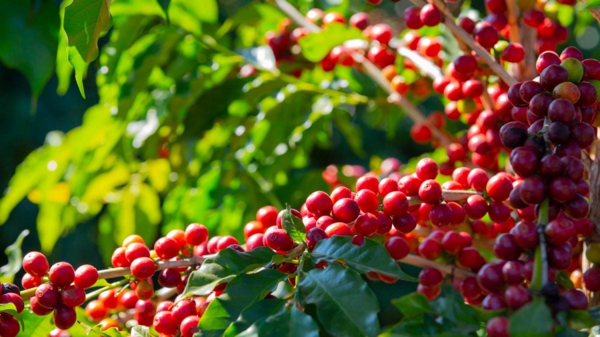 Uganda, Maior Exportador de Café da África, Aumenta Embarques do Grão para o Mundo