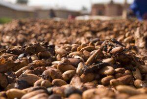 Cacau tem baixa em Nova York, enquanto café fecha em alta