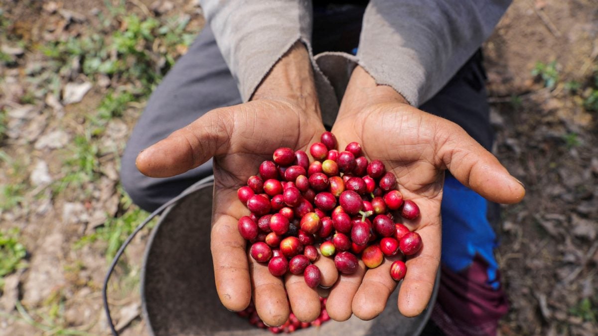 Traders Enviam Café Brasileiro para Bolsa ICE em Meio À Queda dos Estoques
