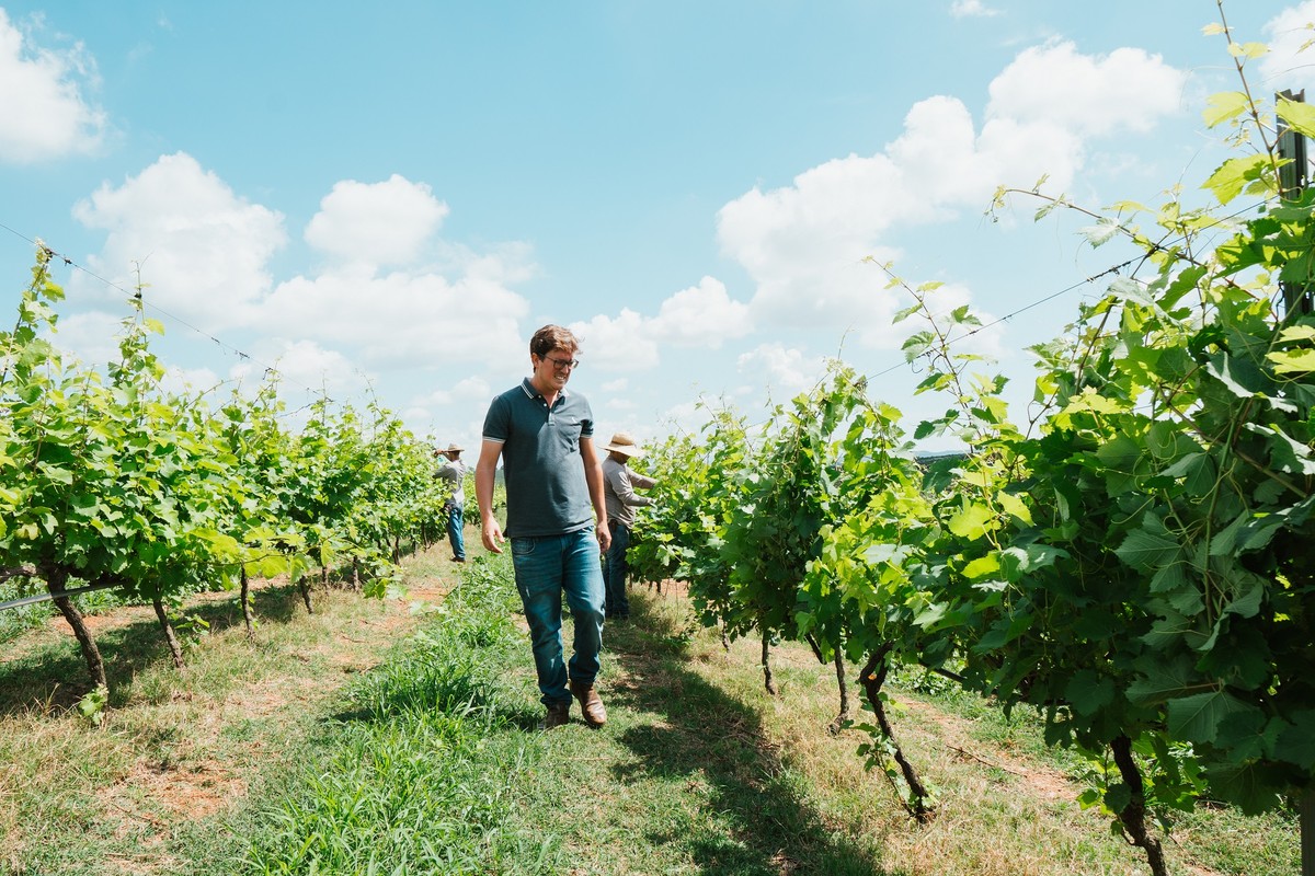 Em Minas Gerais, vinho avança no ‘terroir’ do café