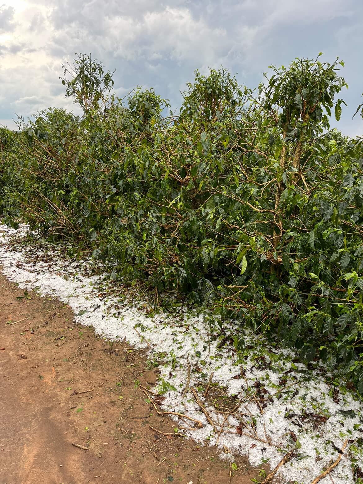 Granizo causa estragos em lavouras de café do Sul de Minas e preocupa produtores