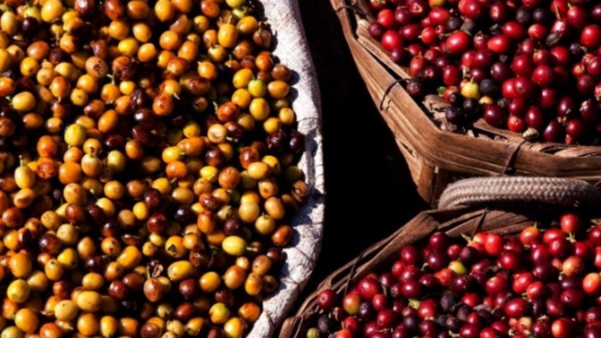 Missão Global Traz 14 Compradores para Conhecer o Café da Mantiqueira de Minas