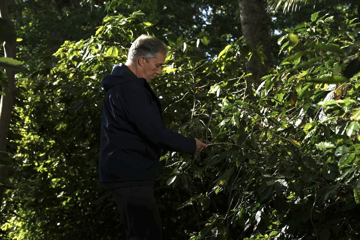 Produtores inovam e transformam flores do café em matéria-prima para chás