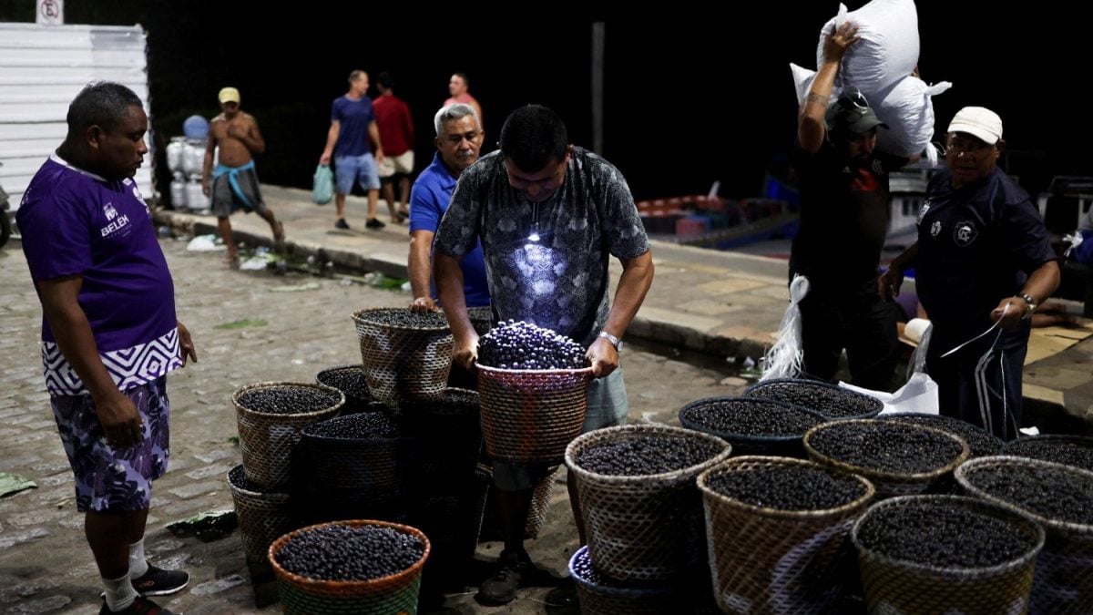 Com Açaí e Café, Projeto em Belém Testa Caminho Livre de Desmatamento
