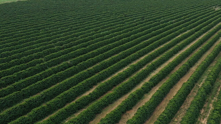 Setembro registra chuvas irregulares e temperaturas próximas da média - Hub do Café