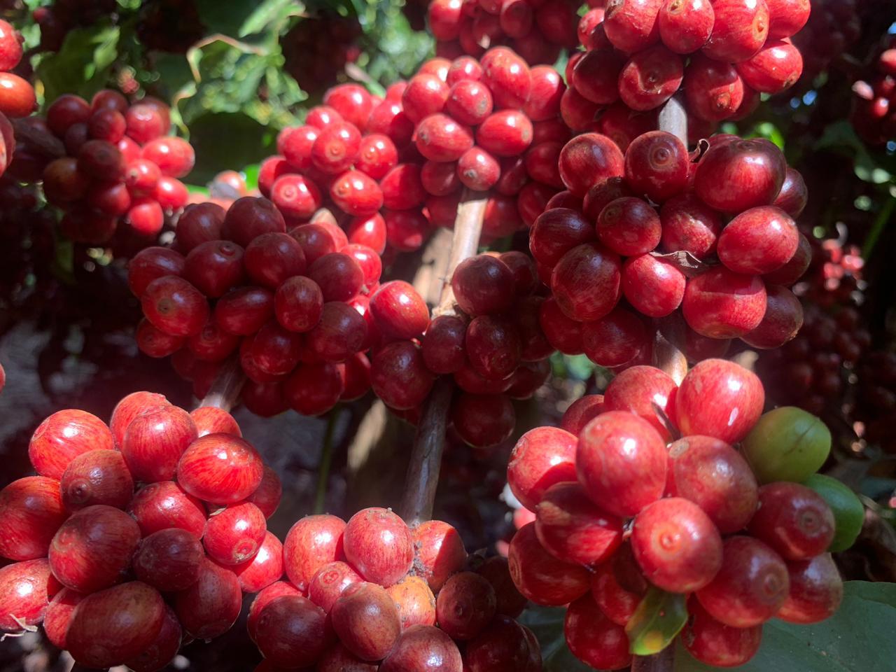 Após dias de ganhos, preços do café arábica realizam lucros na manhã desta...