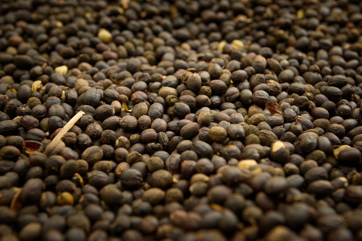 Café opera estável em Nova York de olho em redução de safra na Indonésia