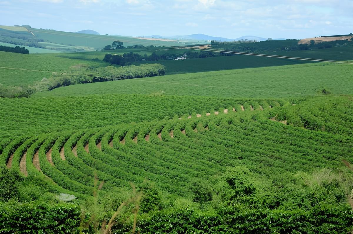 Café recua em NY com melhora do clima em regiões produtoras