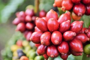 Café/Cepea: Apesar de menor volume embarcado, exportadores têm ganho em receita