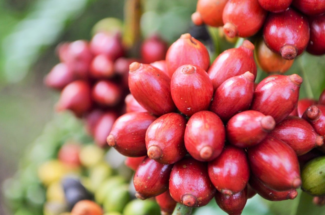 Café/Cepea: Apesar de menor volume embarcado, exportadores têm ganho em receita