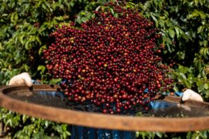 Conab: Com maior safra de conilon, produção de café é estimada em 56,5...