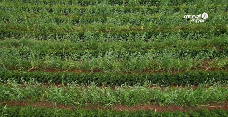 Plantas de cobertura fortalecem a sustentabilidade das lavouras de café