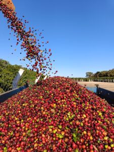 Preços do café seguiam em baixa nas bolsas internacionais na manhã desta 4ª...
